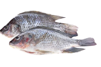 TILAPIA 500-800g - 2pcs