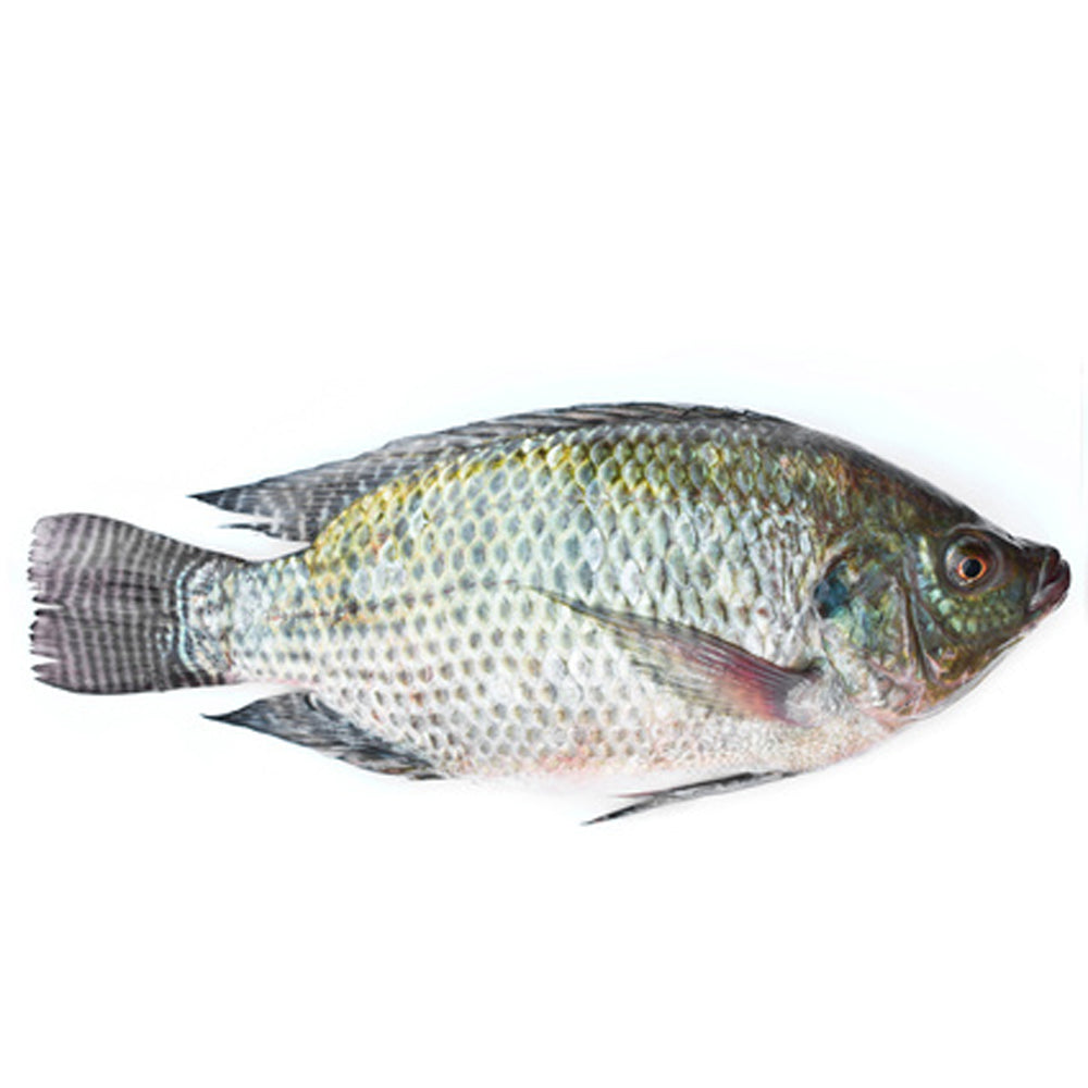 TILAPIA ENTIER 600 sur 800 3,2KG NET SURGELE - 3.20 kg